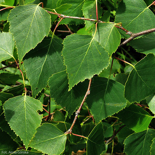 Brzoza brodawkowata, Betula pendula, liście